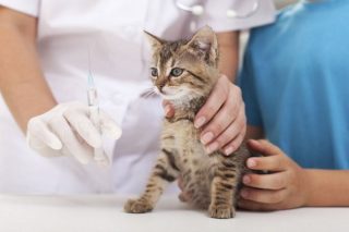 Cabinet Veterinar Sector 3
