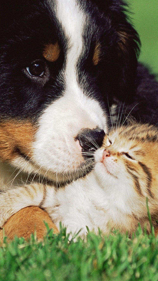 Cabinet Veterinar Sector 3