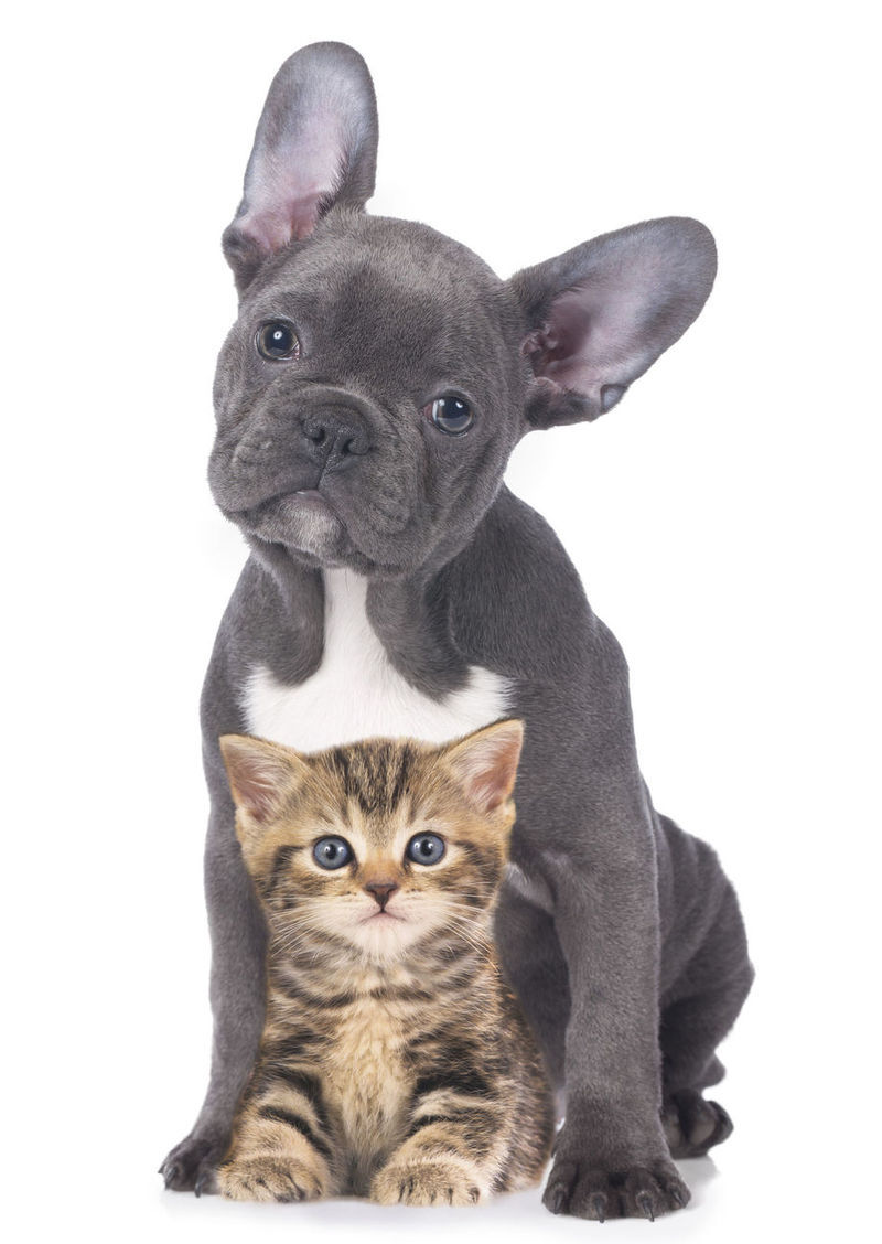 Cabinet Veterinar Sector 3