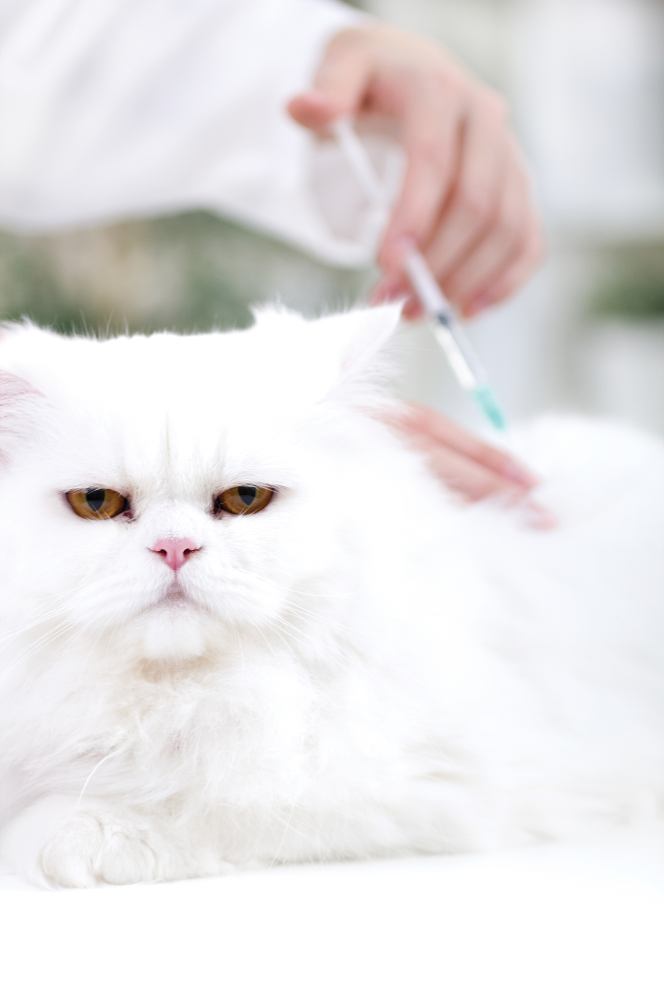 Cabinet Veterinar Sector 3