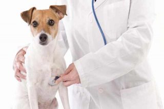 Cabinet Veterinar Sector 3