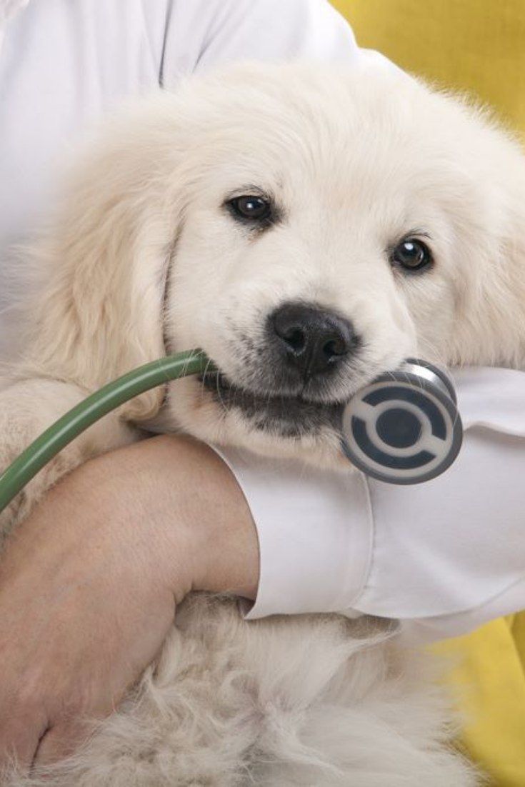 Cabinet Veterinar Sector 3