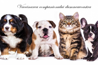 Cabinet Veterinar Sector 3