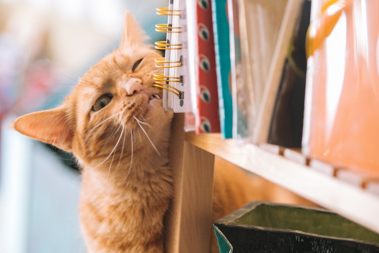 Cabinet Veterinar Sector 3
